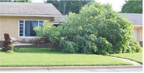 A tree in the front yard of a house at 527 S. 9th St. ripped from its roots after Sunday’s high winds. CDN | Micah Ashcraft