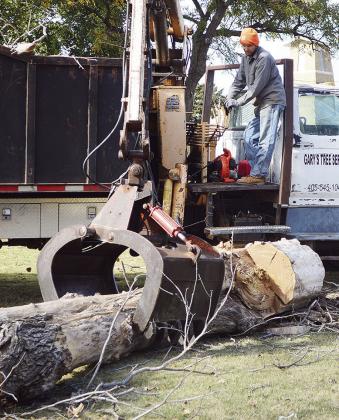 Tree maintenance