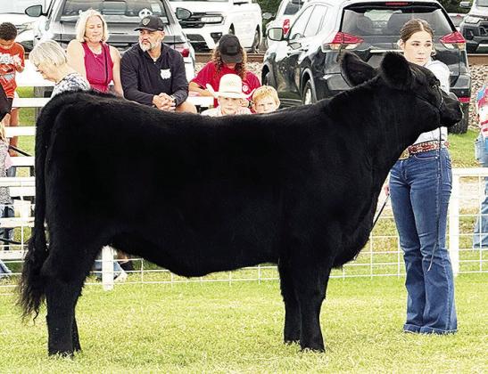 Madison Ashcraft sets her show heifer to be judged during the Fletcher Free Fair Cattle Show. CDN | Courtesy photo