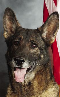 K9 Bear