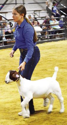 Callie Griffith shows a wether goat on behalf of classmate Ben Christie during the Custer County Free Fair. CDN | Micah Ashcraft