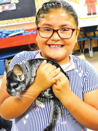 Chinchilla