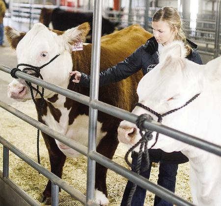 Arapaho-Butler’s Kylin Oakes inspects her cow before the start of the beef show.