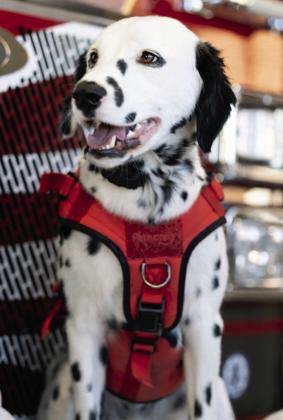 Tilly, CFD firehouse dog