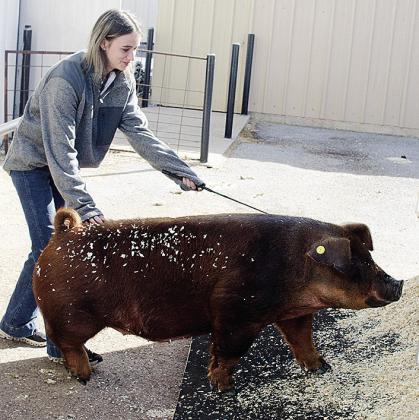 Arapaho-Butler’s Maci Morley guides her pig into the trailer following the conclusion of the swine show.