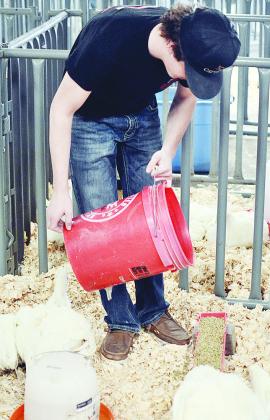 Clinton’s Sy Foster feeds broilers prior to the Broilers Show Tuesday evening at the Custer County Fairgrounds for the Custer County Junior Livestock Show. CDN | Sam Goodwyn