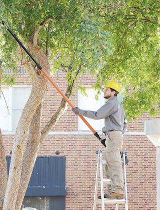 Trimming trees