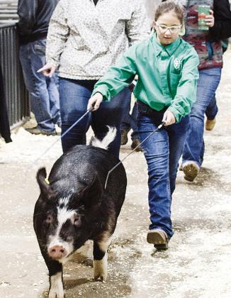 Arapaho-Butler’s Riley Thomas leads her pig to be seen on Monday during the swine show for the 2026 Spring Livestock Show at the Custer County Fairgrounds. CDN | Sam Goodwyn