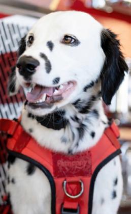 Firehouse Dog Tilly