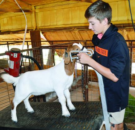 Sophomore Rustyn Evans cleans his goat Goofy at the Arapaho-Butler ag barn in order to be ready for the Custer County Free Fair. CDN | Christian Jacobsen