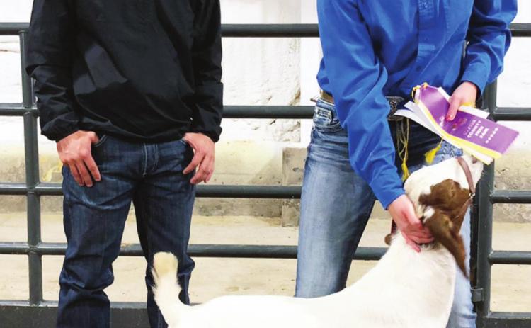 Grand Champions crowned at livestock show