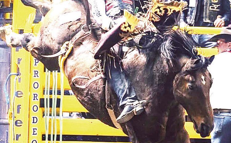 Arapaho’s Wacey Schalla holds on tight to a bronco during a recent rodeo event. CDN | Courtesy photo
