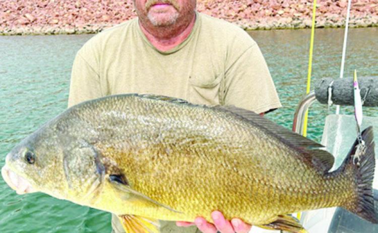 King of the fish