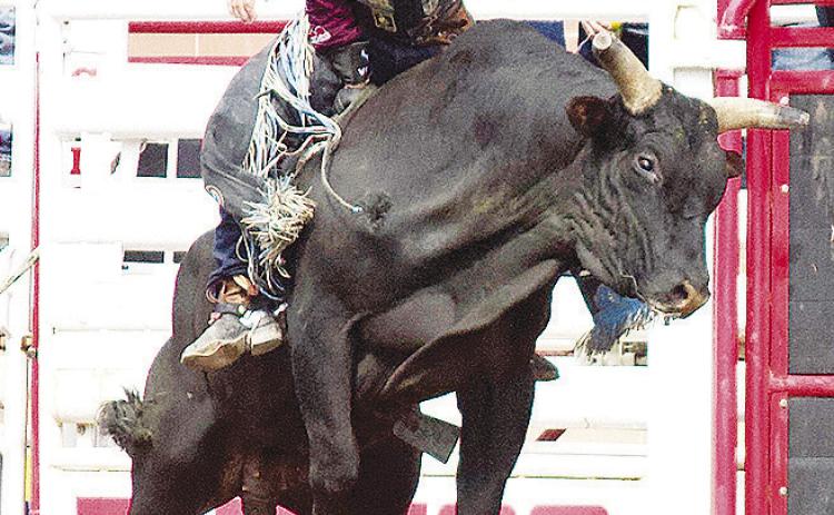 Wacey Schalla holds on tight to the bull during the Calgary Stampede last weekend in Calgary, Alberta, Canada. CDN |Courtesy Photo