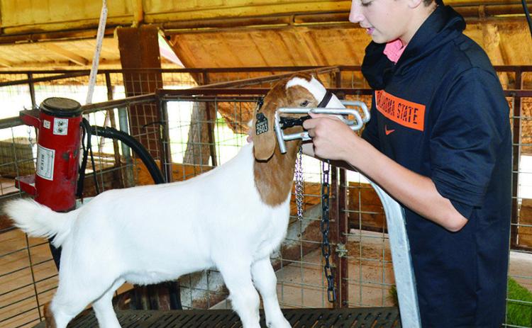 Sophomore Rustyn Evans cleans his goat Goofy at the Arapaho-Butler ag barn in order to be ready for the Custer County Free Fair. CDN | Christian Jacobsen